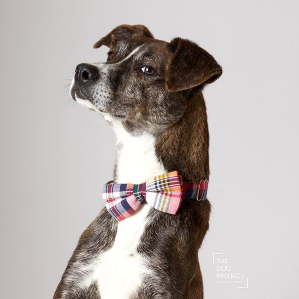Τhe dog project