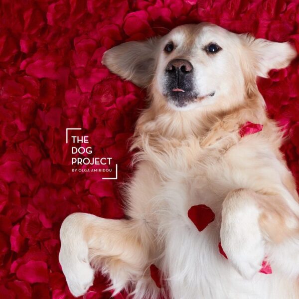 Τhe dog project