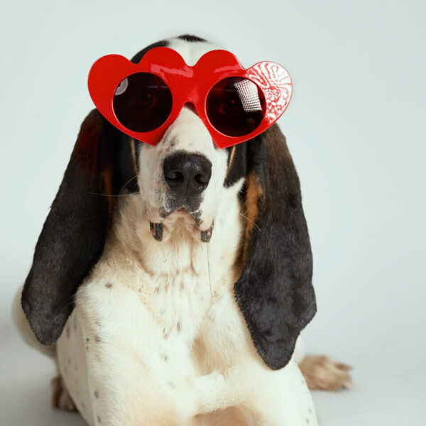 Τhe dog project