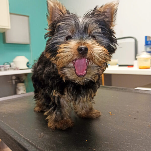 Ραγκούση Ιόλη