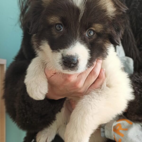 Ραγκούση Ιόλη