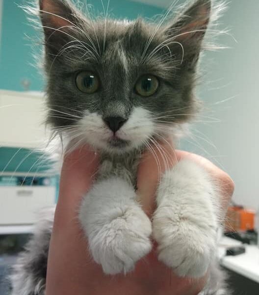 Ραγκούση Ιόλη