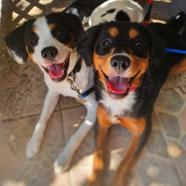 Mad Dawgs